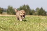 CHIEN FINNOIS DE LAPONIE 343